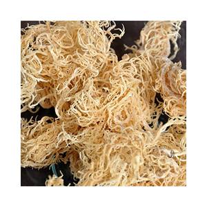 Wildcrafted <b>raw</b> superfood Irish <b>Moss</b>/ <b>Sea</b> <b>Moss</b> Eucheuma Cottonii 2025 - Product Image 3