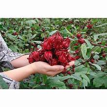 ARTICHAUT SÉCHÉ DE QUALITÉ SUPÉRIEURE INFUSÉ D'ESSENCE BOTANIQUE CATAPPA ADAPTÉ À UNE ALIMENTATION PROPRE - Product Image 4