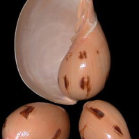 HOT HIT GRANDE TAILLE MELO MELO SHELL - VOLUTE NOBLE SHELL SEASHELL POUR DÉCORATION PRÊT À EXPORTER