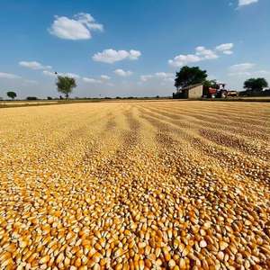 ข้าวโพดหวานสีเหลืองและสีขาว/ข้าวโพดเลี้ยงสัตว์สำหรับมนุษย์และปราศจากจีเอ็มโอตากแห้งสำหรับการบริโภคของมนุษย์ - Product Image 5