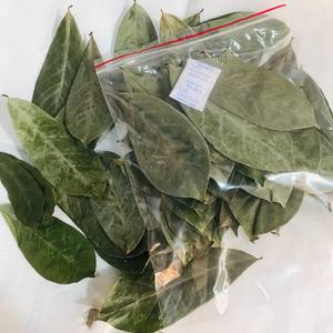 Feuilles de corossol séchées de qualité thé pour les infusions, les mélanges et les fabricants de thé de spécialité, Vietnam - Product Image 5