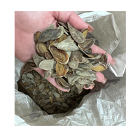 Alta calidad Murex Operculum Seashell Abalone Shell Limpet Murex Operculum Snail Shell con precio barato de Vietnam para el comprador