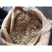 Haute qualité Robusta café haricots verts nouvelle culture Vietnam origine prix d'usine haut fournisseur-HANFIMEX + 84374074818