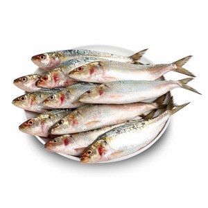 Oferta Especial: Sardinas Congeladas Frescas de Calidad LLC, Sin Grasas Trans, Bajas en Carbohidratos, a Precio Económico - Product Image 5