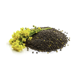 Semillas de canola sin OGM ricas en Omega-3 y empaquetadas en nutrientes - Product Image 3