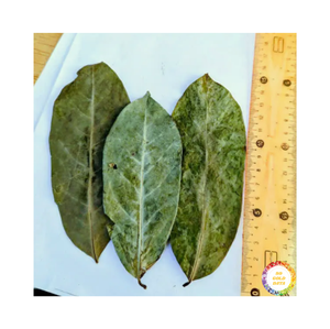 ใบทุเรียนเทศแห้งแบบหลวมใบกริโอลาธรรมชาติพืชสดใบทุเรียนเทศแห้งคุณภาพสูงจาก99ทองข้อมูล - Product Image 5