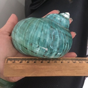 Sıcak satış Turbo inci kabuk el sanatları yeşil cilalı Seashell dekorasyon denizcilik hayvan tarzı ham tekniği hatıra