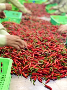 พริกสดดิบ รสเผ็ดจัด พริกไทยแดงไทย ต้นตำรับเวียดนาม สำหรับปรุงรส 30 กก./แพ็ค จำหน่ายส่ง - Product Image 5