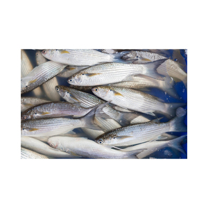Pescado mullet fresco a bajo precio, suministrado en calidad de exportación para un rendimiento confiable - Product Image 4
