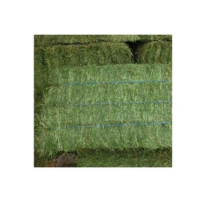 หญ้าอัลฟัลฟ่าสำหรับอาหารสัตว์ ราคาขายส่ง หญ้าอัลฟัลฟ่า - Product Image 6