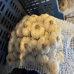 Fournisseur en gros d'ail blanc frais pour importateurs, distributeurs et chaînes de magasins de détail - Product Image 4