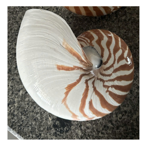 Coquille d'ormeau de haute qualité: un cadeau précieux de l'océan, dont les couleurs toujours changeantes évoquent le calme et la puissance de la mer - Product Image 2