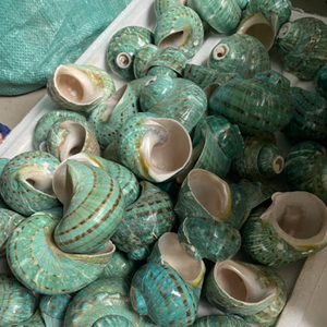 แผ่นประดับมุกเปลือกหอยสังข์สำหรับการรับประทานอาหารการจัดแสดงและการออกแบบงานศิลปะ - Product Image 2