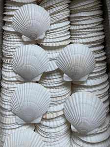 เปลือกหอยเชลล์ธรรมชาติสำหรับตกแต่งบ้าน งานฝีมือ DIY ของตกแต่งงานแต่งงาน ของตกแต่งชายหาด ของตกแต่งสไตล์ชายทะเล เปลือกหอยคุณภาพพรีเมียม ขายส่ง - Product Image 1