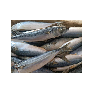 Frozen Pacific Mackerel <b>bulk</b> supply wholesale packaging available for restaurants worldwide - Product Image 4