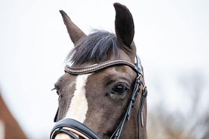 Bride Anatomique Or Rose Diamante Et Boucles Noir-Marron CHEVAL BRIDLE DELUXE ANATOMIQUE EN CUIR ÉLEVÉ - Product Image 6