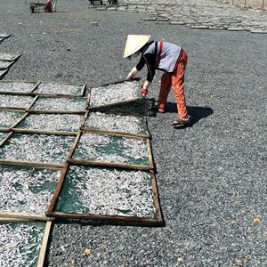 Fruits de mer Nourriture Boisson Nutritive Vietnam Anchois Séchés Machine Prix Usine - Product Image 6