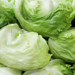 Vente en gros de légumes de laitue: feuilles, tiges et graines les plus vendues pour les salades, les soupes, les sandwichs, les wraps et les grillades - Product Image 3