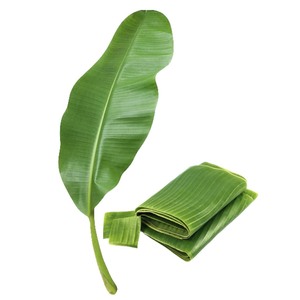 [Lựa chọn tốt nhất] lá chuối tươi từ Việt Nam Chất lượng cao 10-20 cm carton đóng gói-giá tốt nhất bán buôn - Product Image 1