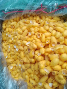 Capullos de Gusano de Seda Amarillo Orgánico |   Sin Químicos, Sin Blanquear |   Para Edredones de Seda y Textiles Médicos - Product Image 5