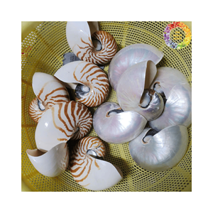 Coquilles de Nautilus en gros, achat en vrac pour les fournisseurs d'artisanat et les décorateurs d'intérieur - Product Image 5