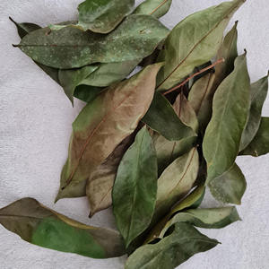 Hoja de Graviola seca, la mejor calidad, el precio más barato, Hojas de Guanábana seca a granel para hacer té saludable - Product Image 6