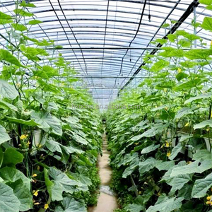 Modern Single Span Plastic Greenhouse for Cucumber Growing in Europe Commercial Farming - Product Image 6