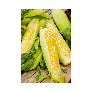 Maíz amarillo de grado de exportación GMO para formulaciones de piensos para aves de corral, ganado y cerdos - Product Image 6