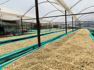 Hancoffee Việt Nhà cung cấp của New Coming cây trồng màu xanh lá cây hạt cà phê giá tốt nhất Arabica lớp 123 Kích thước 14-18 chưa rang đậu - Product Image 6