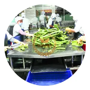 Biggest Supplier Fresh Diced Aloe Vera/ Aloe vera pulp in syrup size 3x3x3mm made in Vietnam for exporting