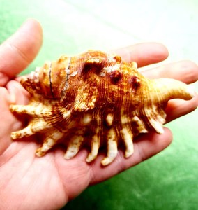 Spike <span class=keywords><strong>Sea</strong></span> Shell đèn Thủ công mỹ nghệ tác phẩm nghệ thuật tự nhiên Nữ Hoàng vỏ ốc xà cừ phòng ngủ trang trí lớn vỏ ốc xà cừ phẳng - Product Image 2