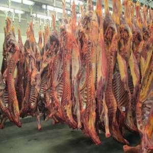 Carne de Res Orgánica Congelada, Cuarto Delantero con Grasa, Certificación Halal, Empaque a Granel, Proceso BQF con Cafeína, Incluye Parte del Cuerpo, En Venta - Product Image 1