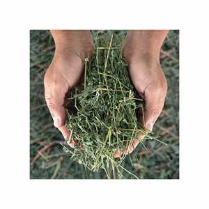Foin de luzerne de qualité supérieure disponible en vrac pour la vente et la vente en gros - Product Image 1