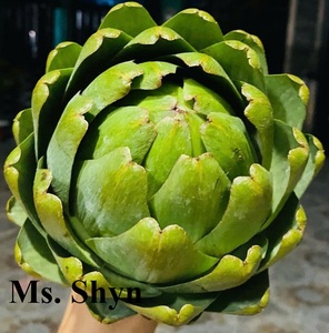 Flor de Alcachofa Seca a Granel - Flor de Atiso Seca para Té - Flor de Alcachofa Seca al Sol 100% Natural - Sra. Shyn - Product Image 1