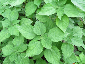 POLVO DE HOJA DE RAMIO VERDE FINO, INGREDIENTE NATURAL PARA BEBIDAS Y REPUESTOS DE PANADERÍA - Product Image 6