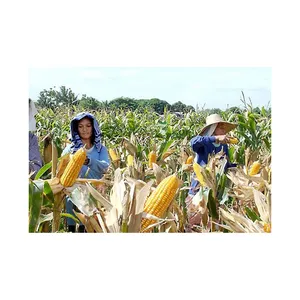 Yellow Corn For Human Consumption Yellow Corn Maize For Animal Feed White Corn Maize Best Supplier