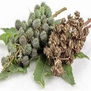 Vente en gros de graines de ricin naturelles, produit agricole au prix de gros - Product Image 5