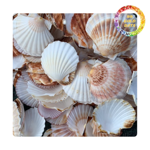 Conchas de vieira coloridas de Vietnam | Artículos lindos para hacer regalos y cosas decorativas | Varios colores naturales - Product Image 1