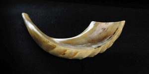 Shofar de Cuerno de Carnero Natural Genuino Pulido Ecológico al por Mayor para la Venta por Artesanos Reales - Decoración de Bodas y Obra de Arte Coleccionable - Product Image 5