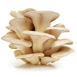 oyster spawn mushroom for sale