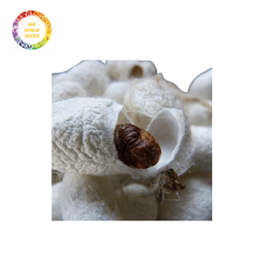 Capullo de gusano de seda de alta calidad para la producción de seda-Suministro a granel asequible y confiable. - Product Image 2