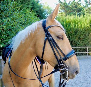 Charol negro Doma Doble brida Snaffle Acolchado Poll Cutback Tocado Riendas - Product Image 1