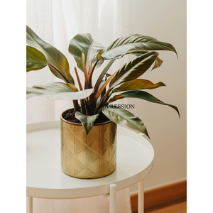 Maceta decorativa de flores de Material de latón antiguo de calidad Superior y maceta de diseño maravilloso maceta de flores única plantada en oro - Product Image 5