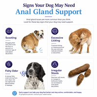 Friandises à mâcher molles pour chiens Dog Scooting Wellness, soutien des glandes anales avec Psyllium Husk & Fibres pour des selles saines, marque privée OEM