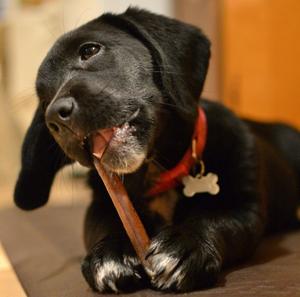 Hot Selling Organic Indian Beef Raw Animal <b>Bully</b> <b>Sticks</b> Dog Treat Healthy & Tasty - Product Image 6