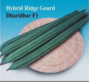 Semillas Híbridas DHARIDHAR F1 de Calabaza de Cresta - Product Image 1