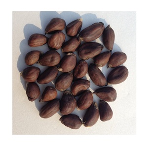 Proveedor mayorista de semillas de algodón crudo | Grado alimenticio y alimenticio de origen francés - Product Image 4