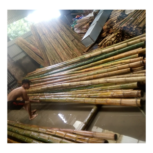 Precio al por mayor de material de bambú/poste de bambú para la construcción/postes de bambú rectos crudos, poste de bambú para la Agricultura de 99 GD - Product Image 6
