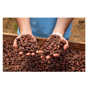 Granos de Cacao Orgánico Tostado de Alta Calidad de Ghana, Granos de Cacao Crudos de Buena Calidad a Granel, Entrega Rápida, Stock Fresco, Precio al por Mayor - Product Image 3