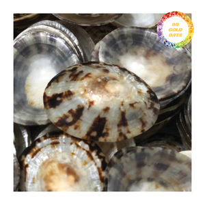 Conchas de limpias de Vietnam pulidas - Hermosa textura para fines decorativos o artísticos - Product Image 1